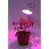 Лампа светодиодная для растений ЭРА E27 12W 1310K прозрачная FITO-12W-RB-E27-K